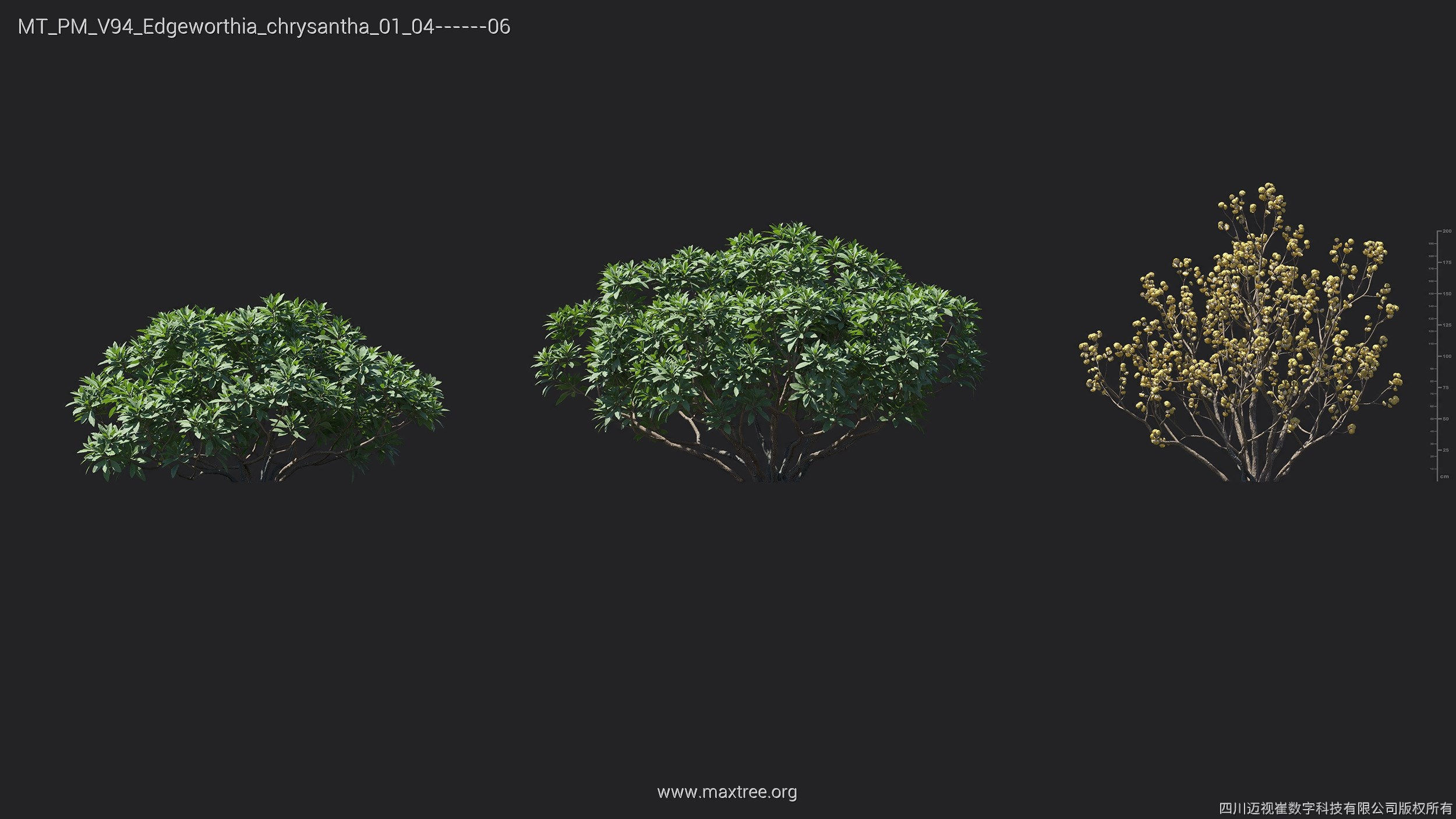 Maxtree Plant Models Vol 94 - Mesh 3D model_16