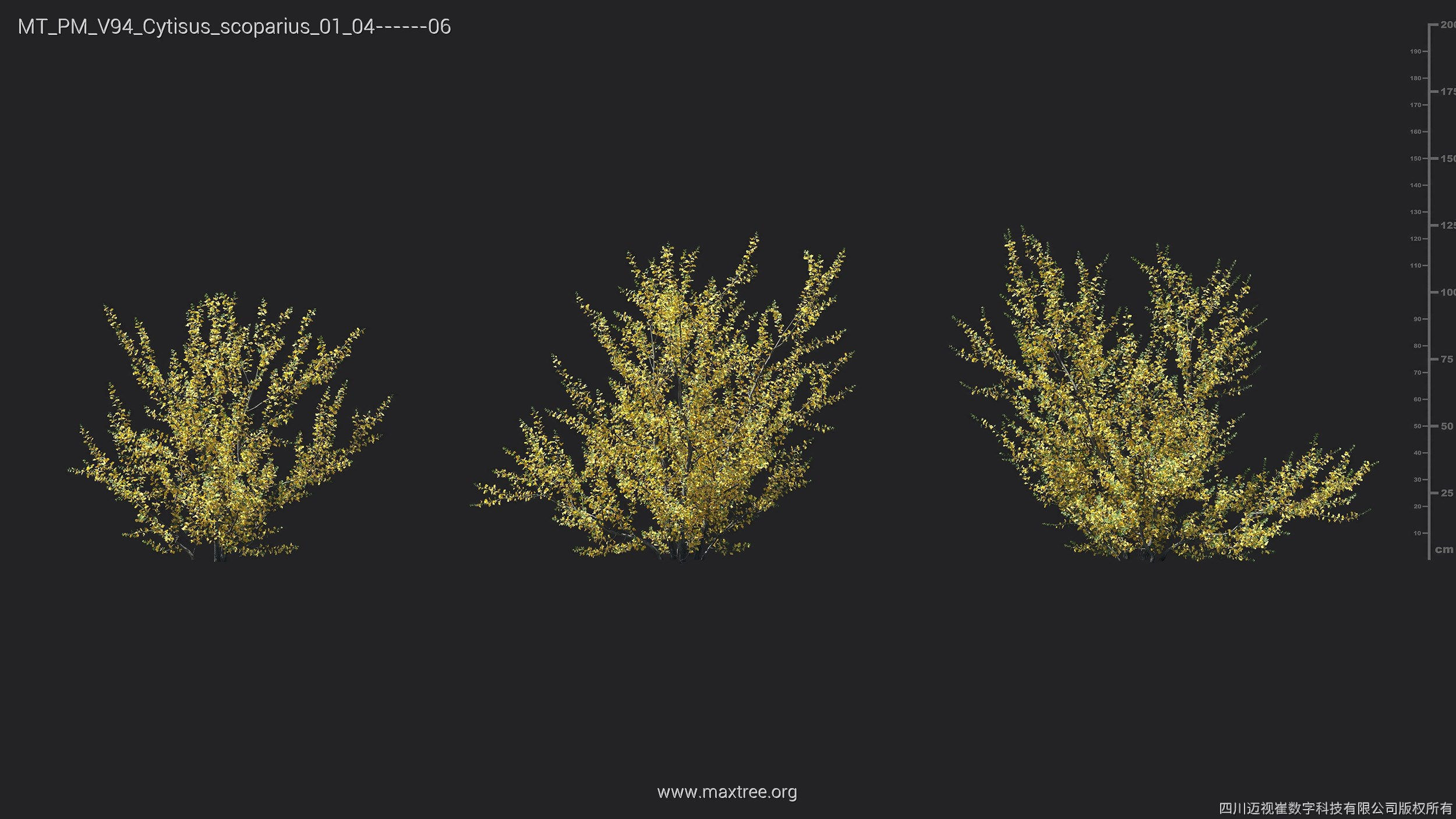 Maxtree Plant Models Vol 94 - Mesh 3D model_14