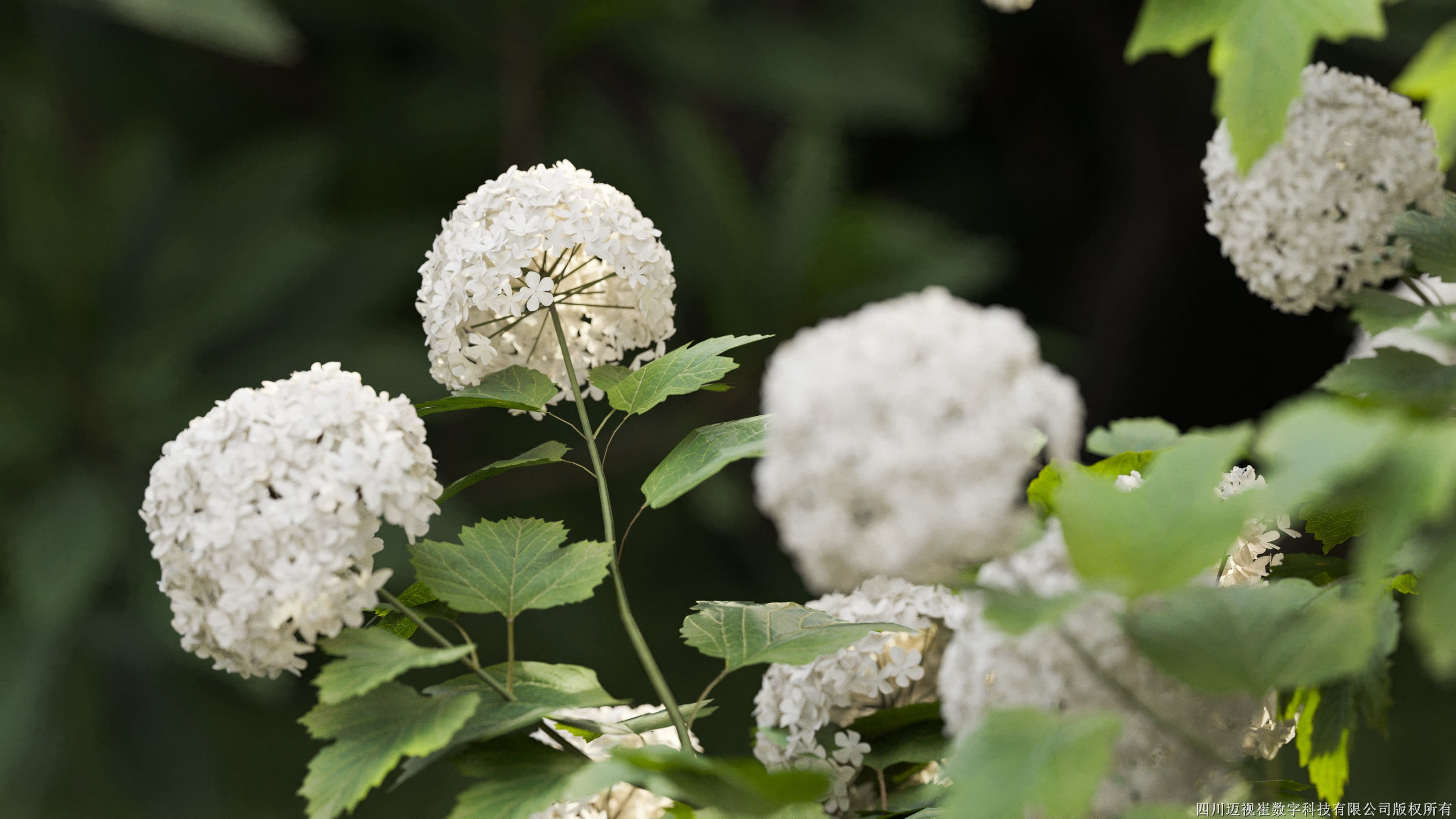 Maxtree Plant Models Vol 94 - Mesh 3D model_2