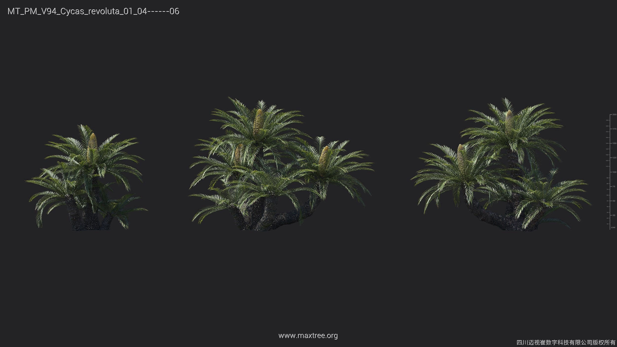 Maxtree Plant Models Vol 94 - Mesh 3D model_12