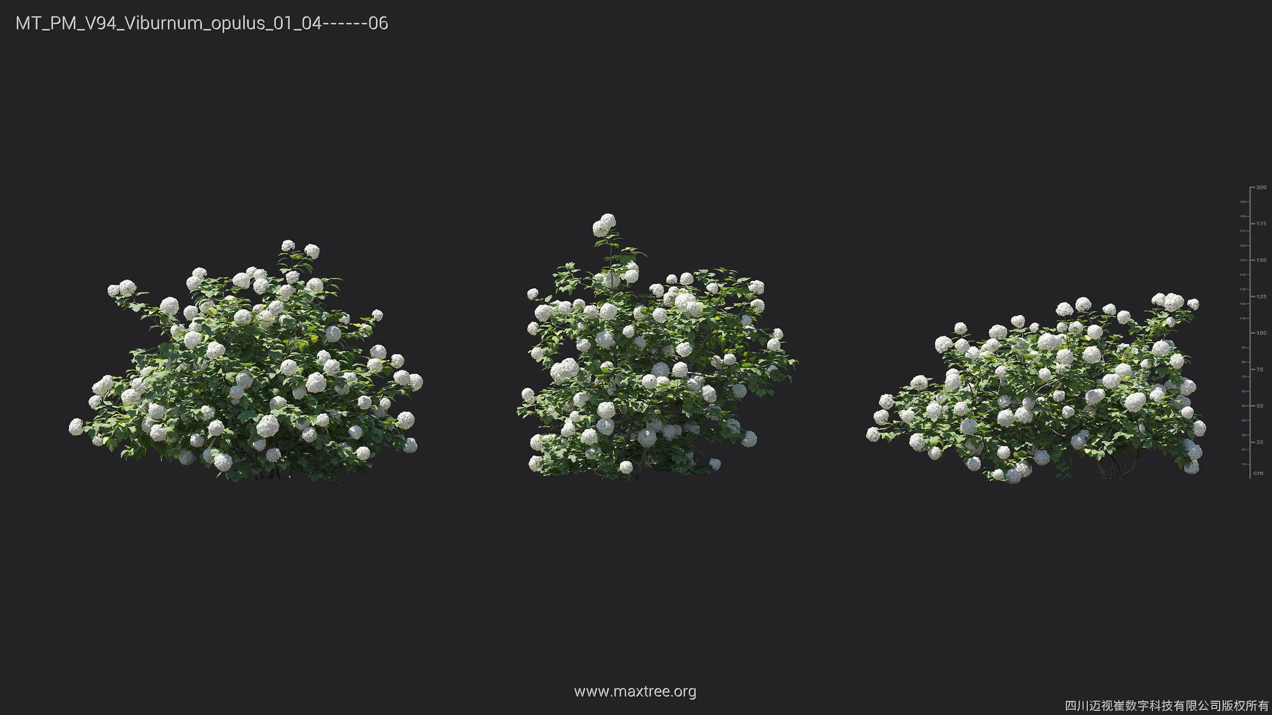 Maxtree Plant Models Vol 94 - Mesh 3D model_28