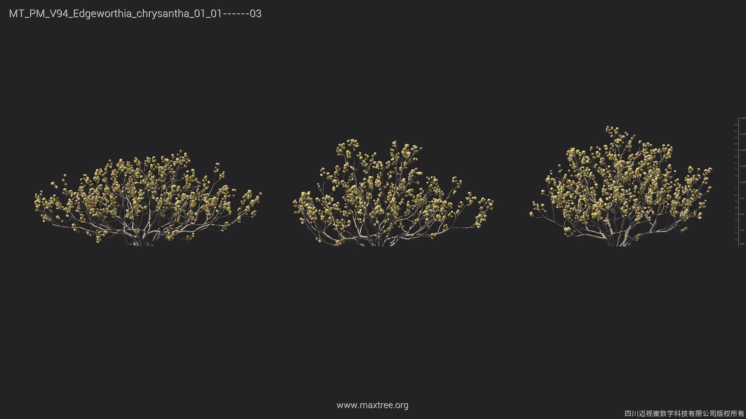 Maxtree Plant Models Vol 94 - Mesh 3D model_15