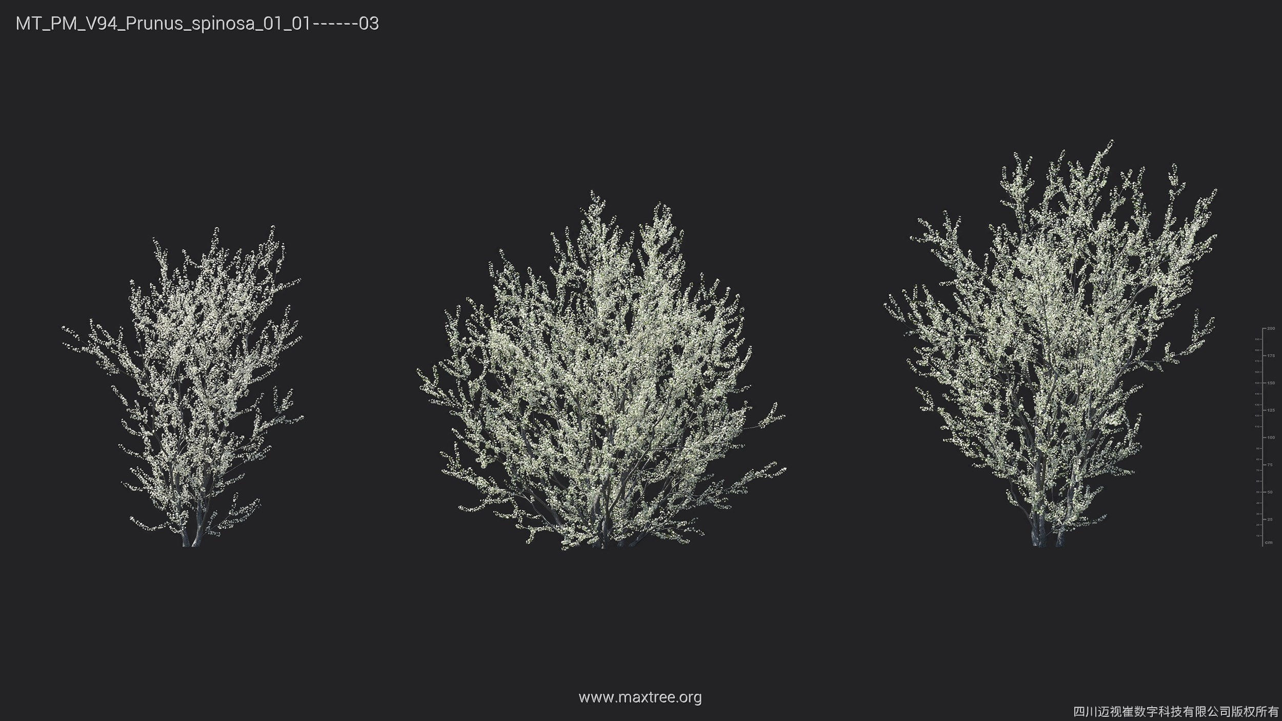 Maxtree Plant Models Vol 94 - Mesh 3D model_19