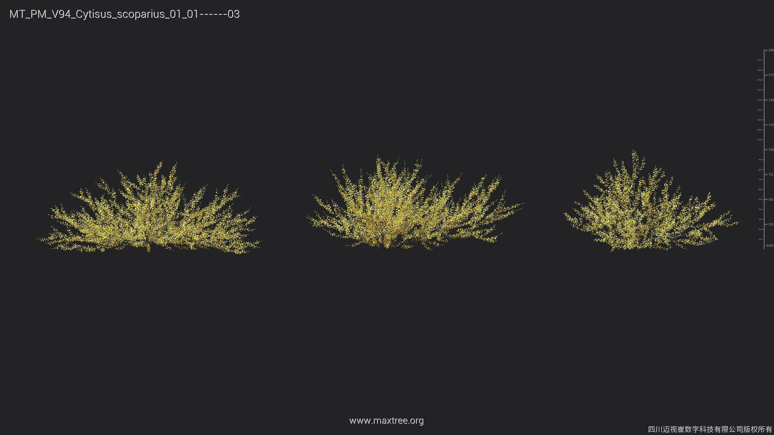 Maxtree Plant Models Vol 94 - Mesh 3D model_13