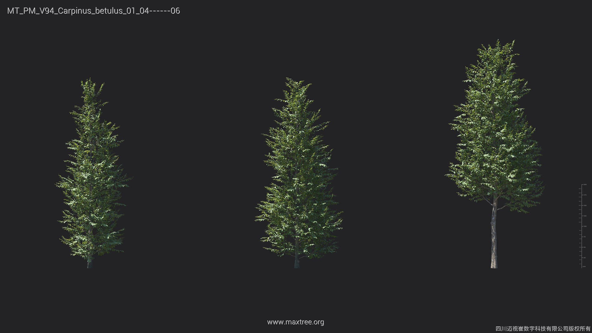 Maxtree Plant Models Vol 94 - Mesh 3D model_8