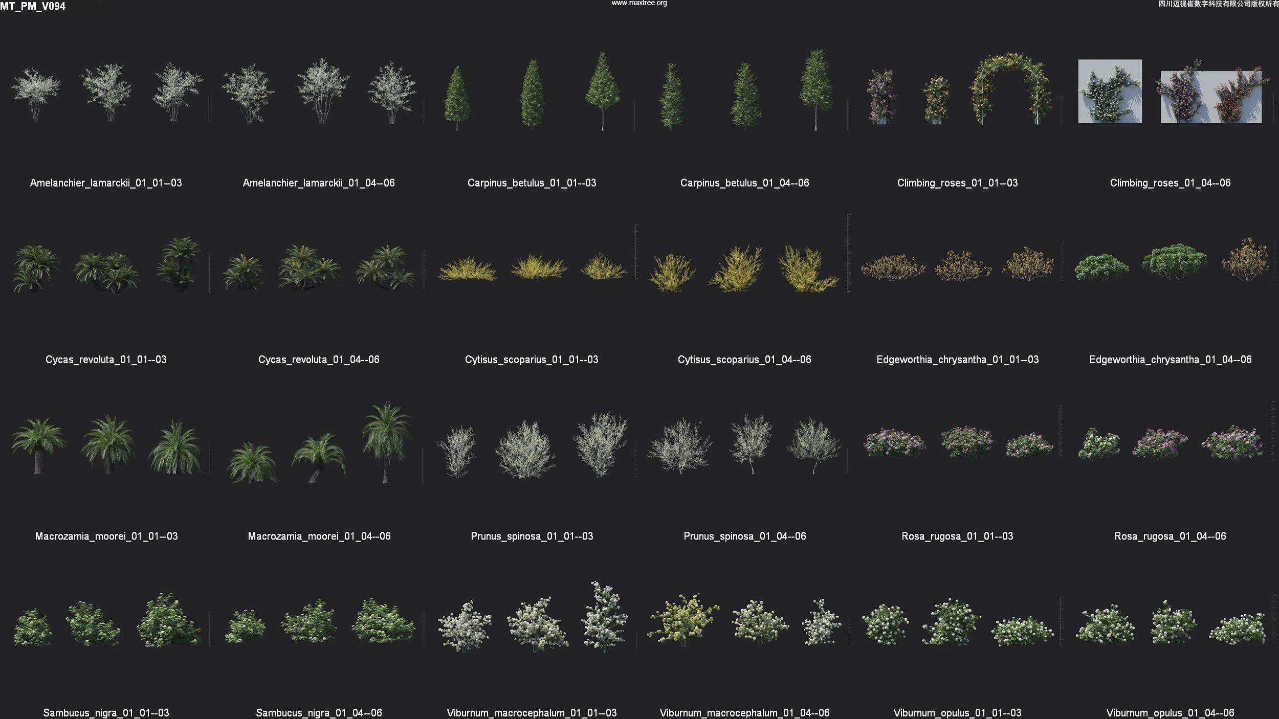 Maxtree Plant Models Vol 94 - Mesh 3D model_4