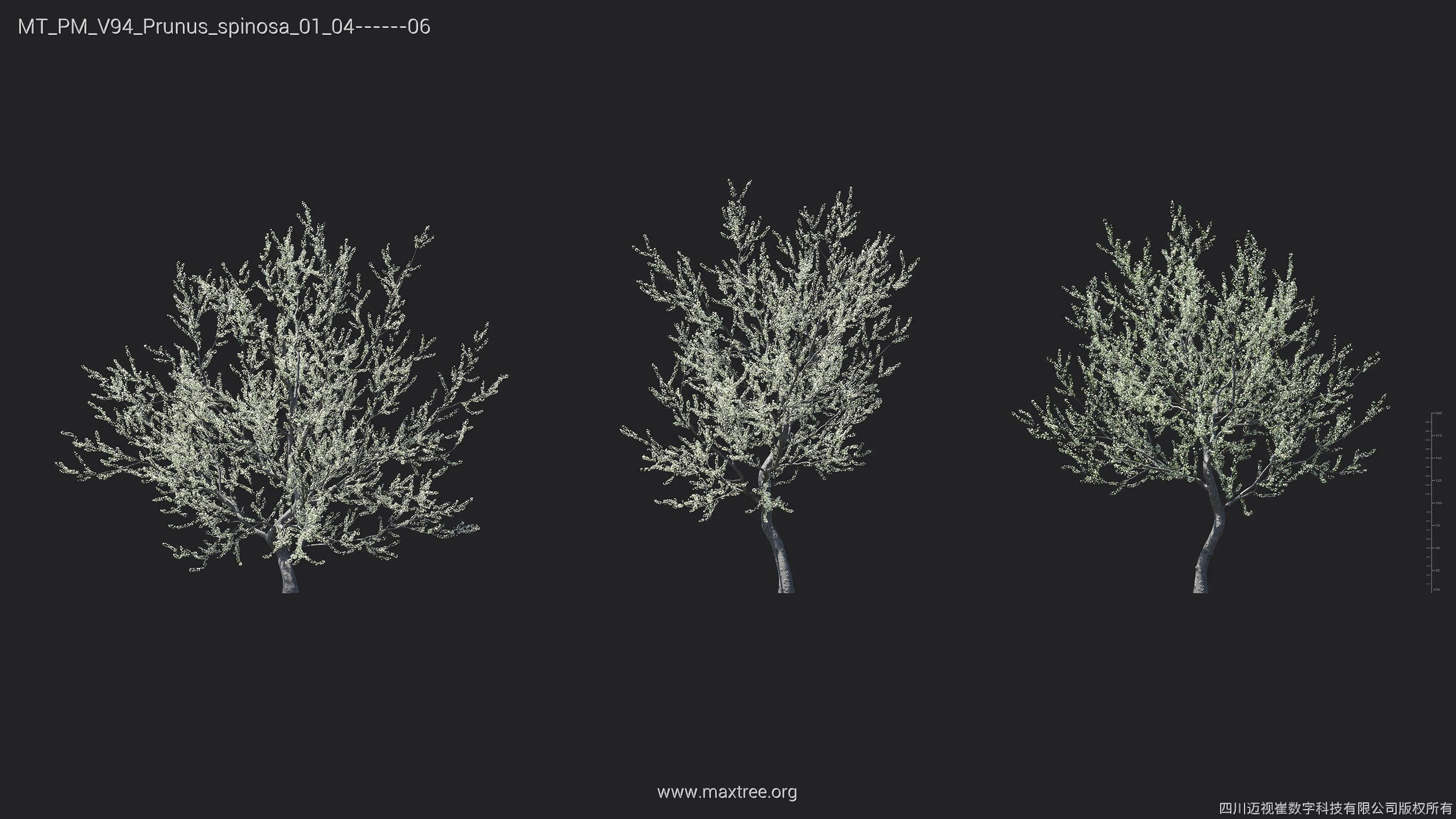 Maxtree Plant Models Vol 94 - Mesh 3D model_20