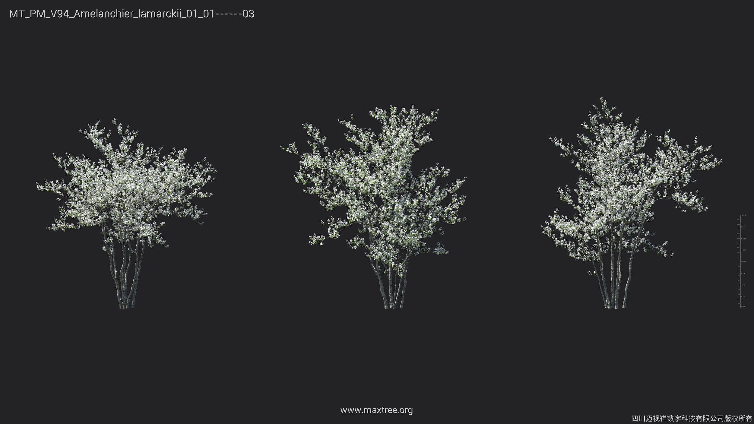 Maxtree Plant Models Vol 94 - Mesh 3D model_5