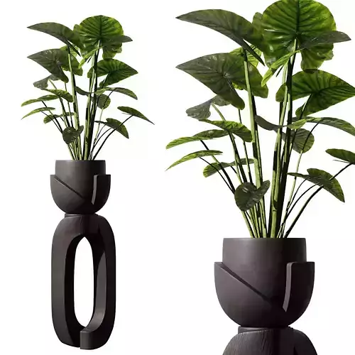 Indoor Plant SetV11 - Alocasia odora