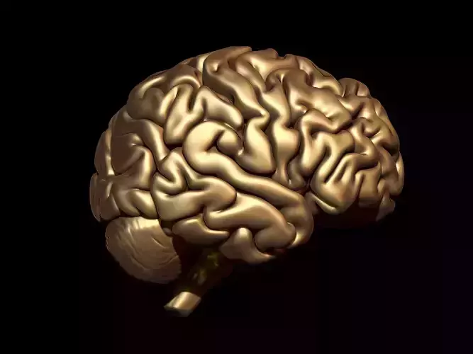 Brain 3D model