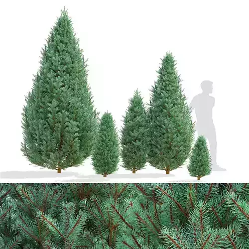  Picea pungens iseli fastigiate