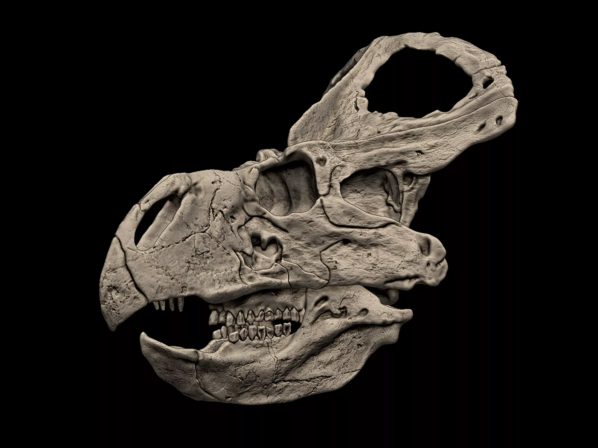 Protoceratops Skull 3D print model