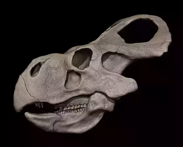 Protoceratops Skull  3D print model