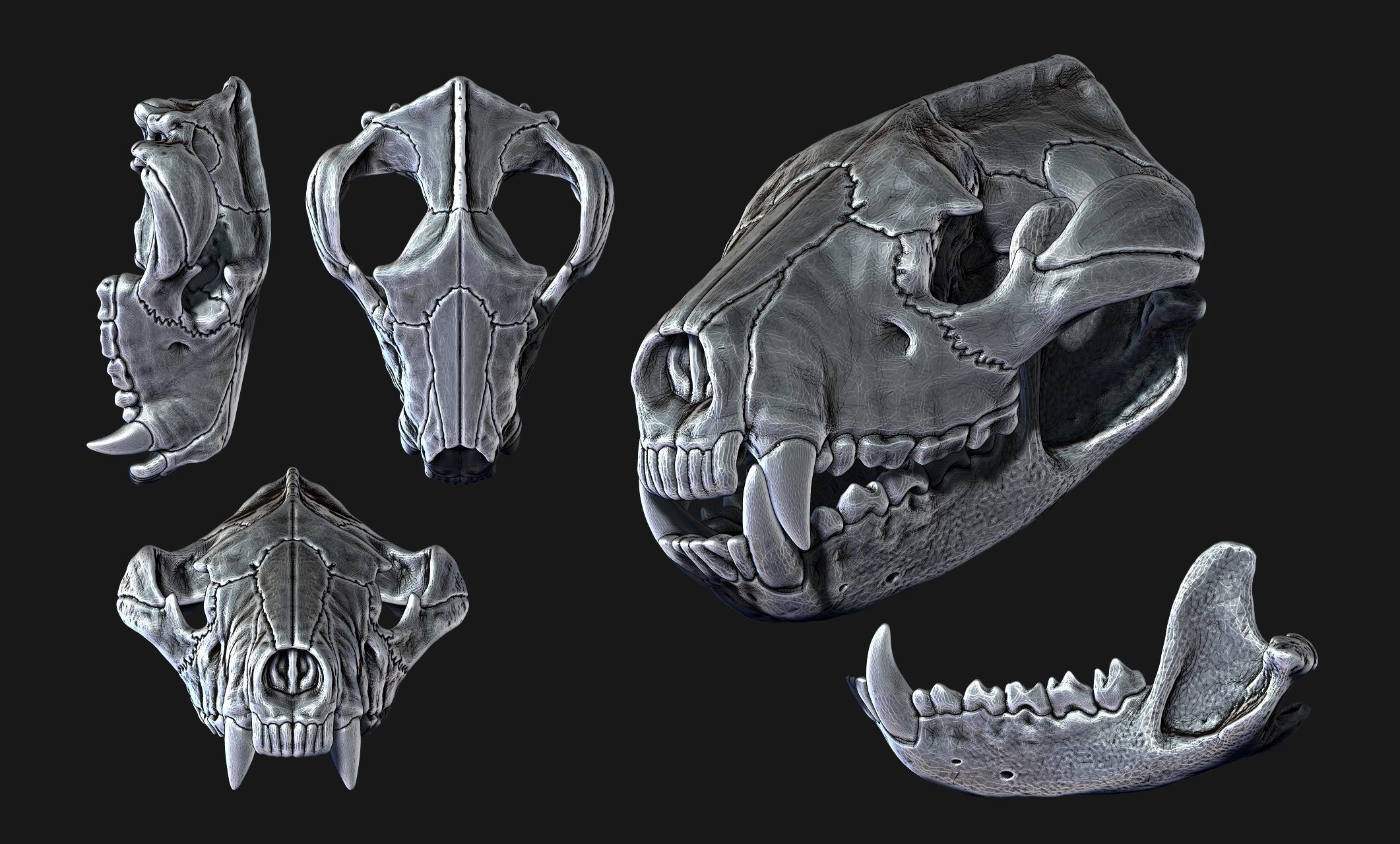 Tasmanian Devil - Skull - Jawbone 3D print model_16