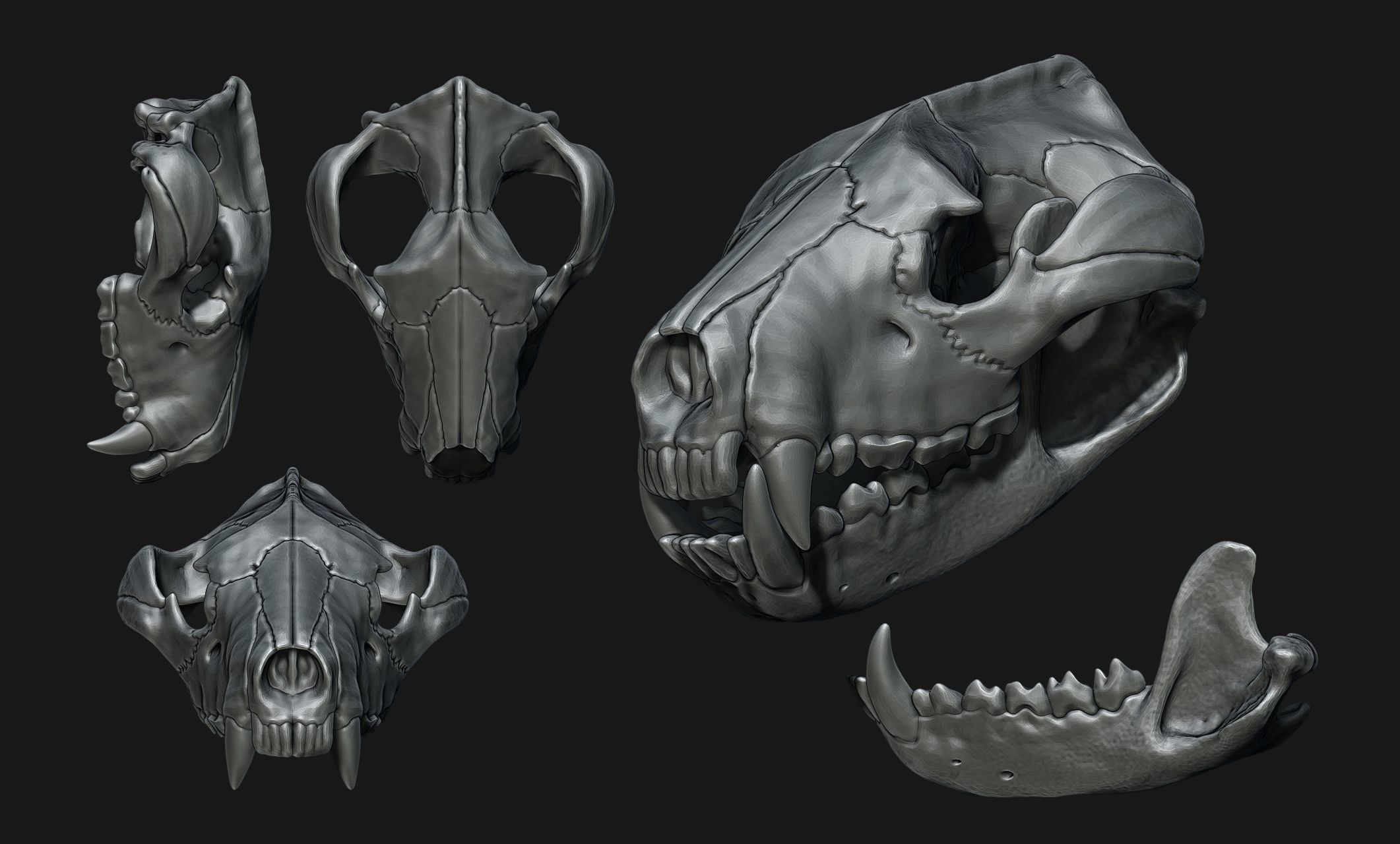 Tasmanian Devil - Skull - Jawbone 3D print model_9