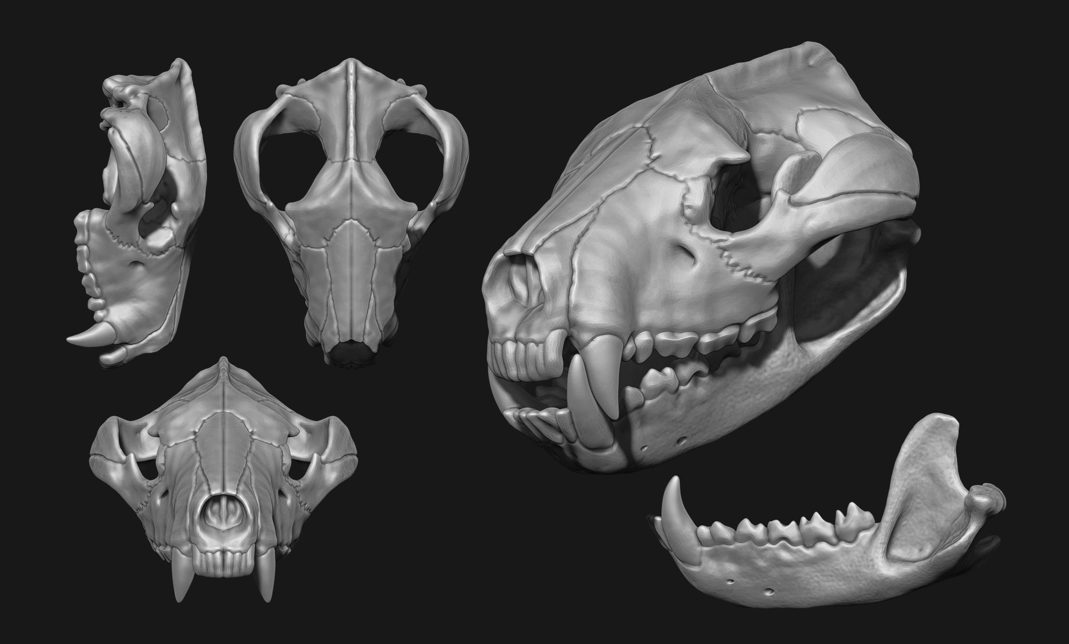 Tasmanian Devil - Skull - Jawbone 3D print model_2