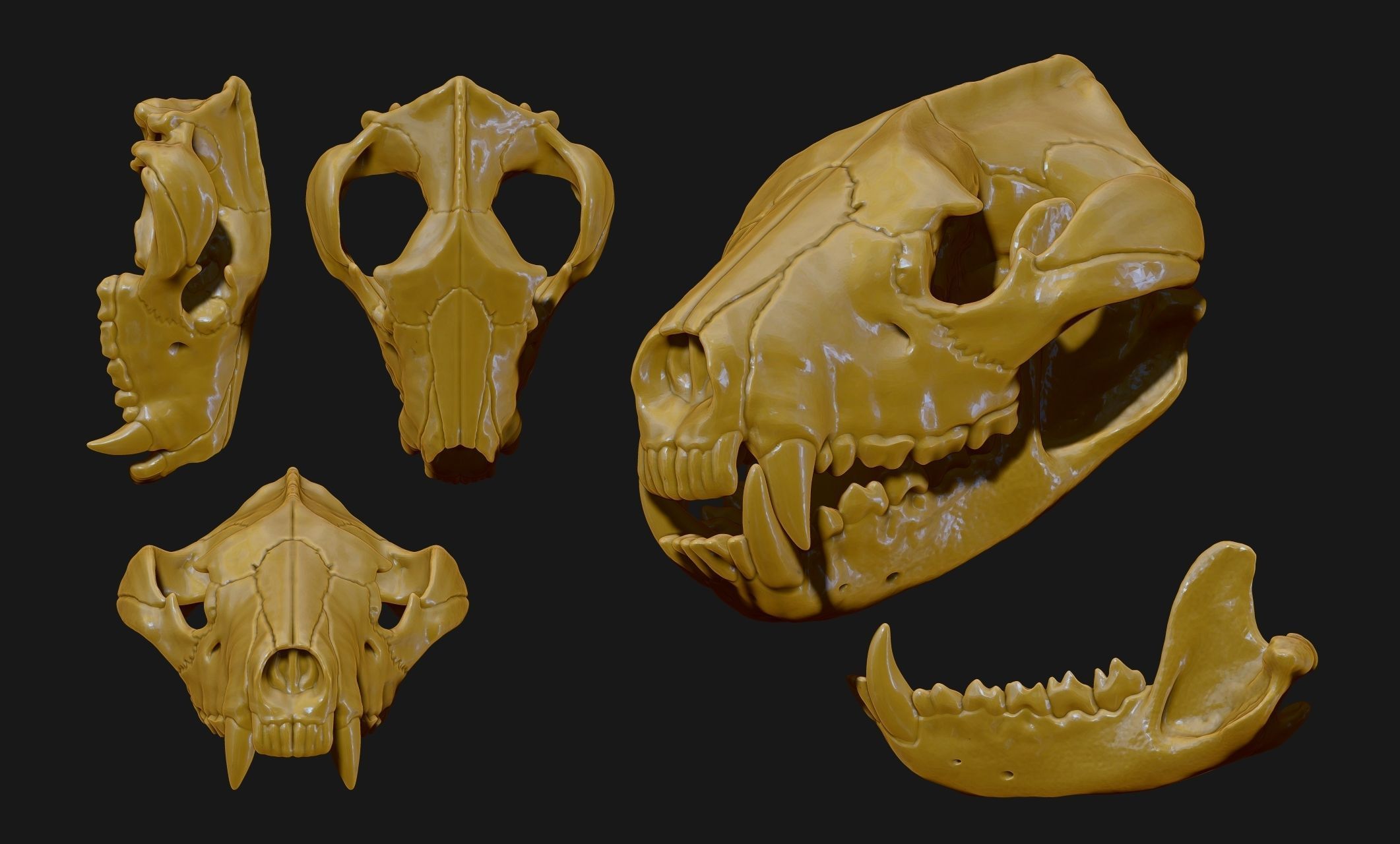 Tasmanian Devil - Skull - Jawbone 3D print model_11