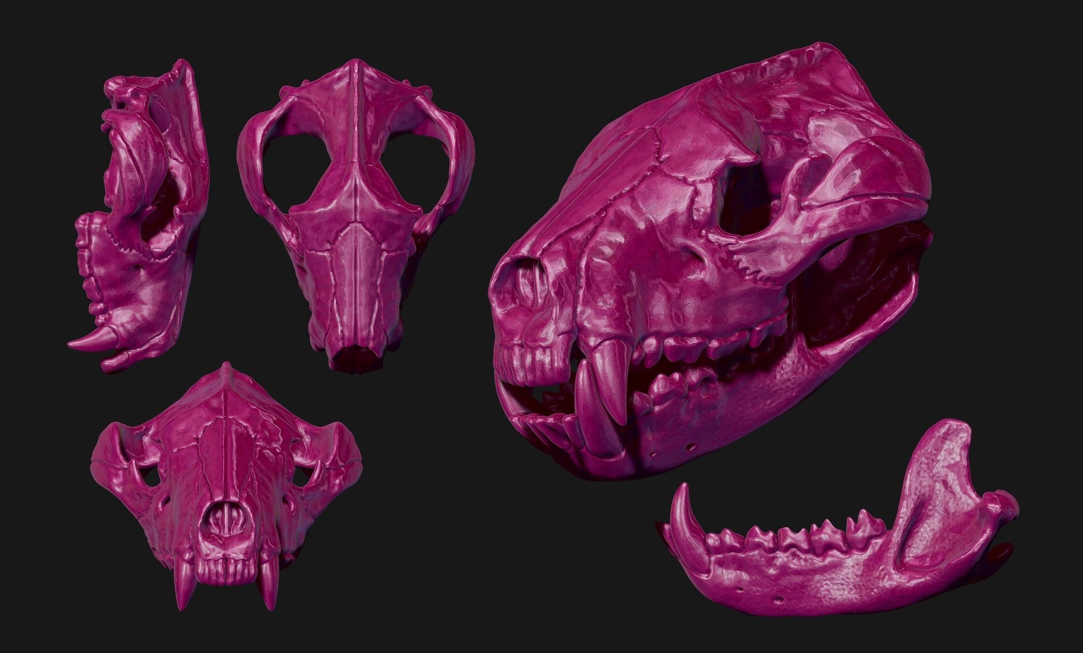 Tasmanian Devil - Skull - Jawbone 3D print model_12