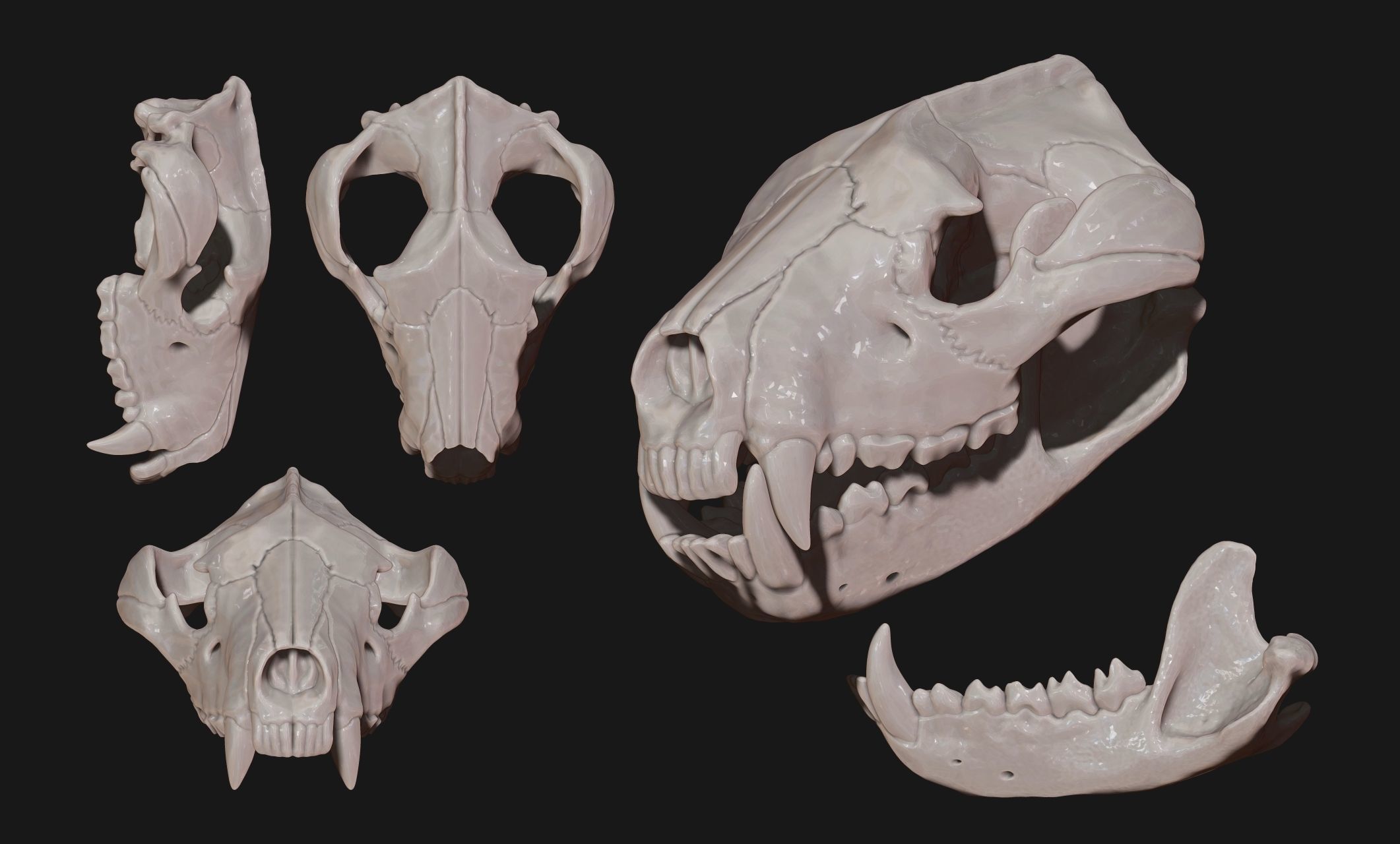 Tasmanian Devil - Skull - Jawbone 3D print model_14