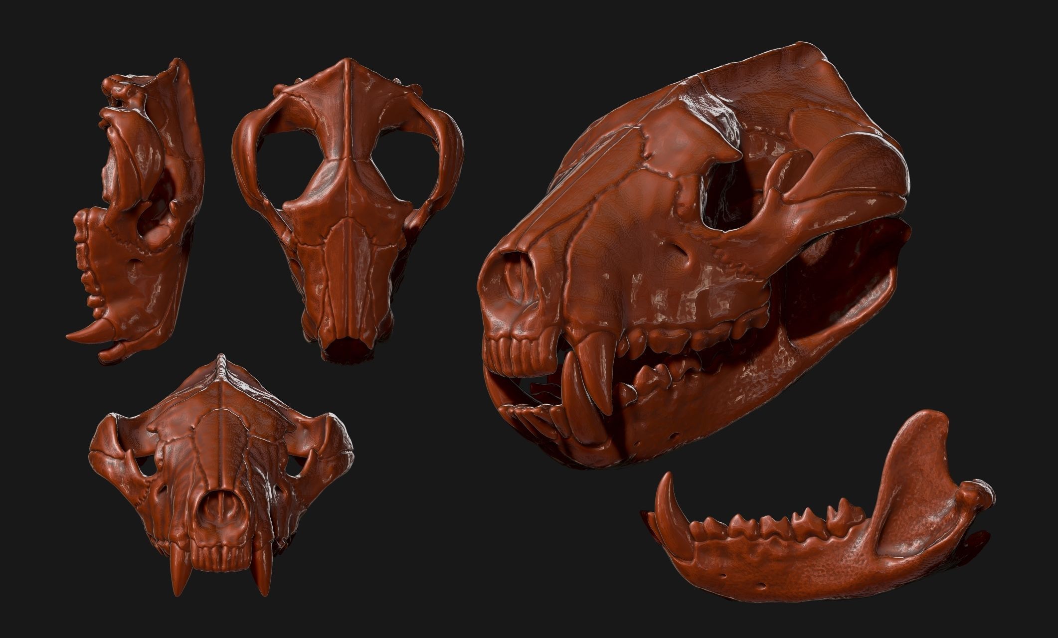 Tasmanian Devil - Skull - Jawbone 3D print model_18