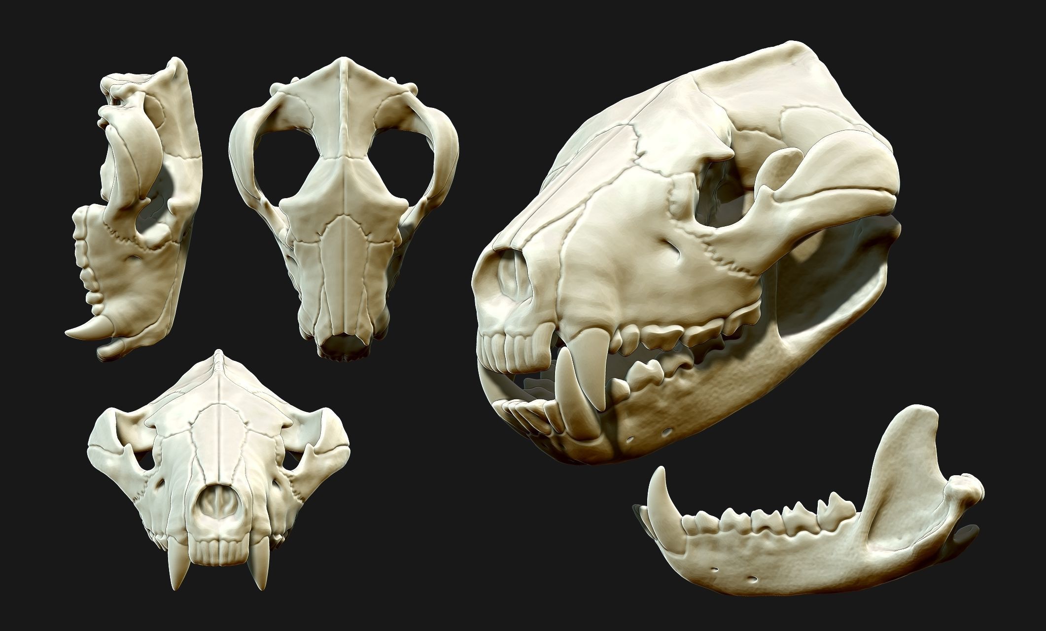 Tasmanian Devil - Skull - Jawbone 3D print model_10