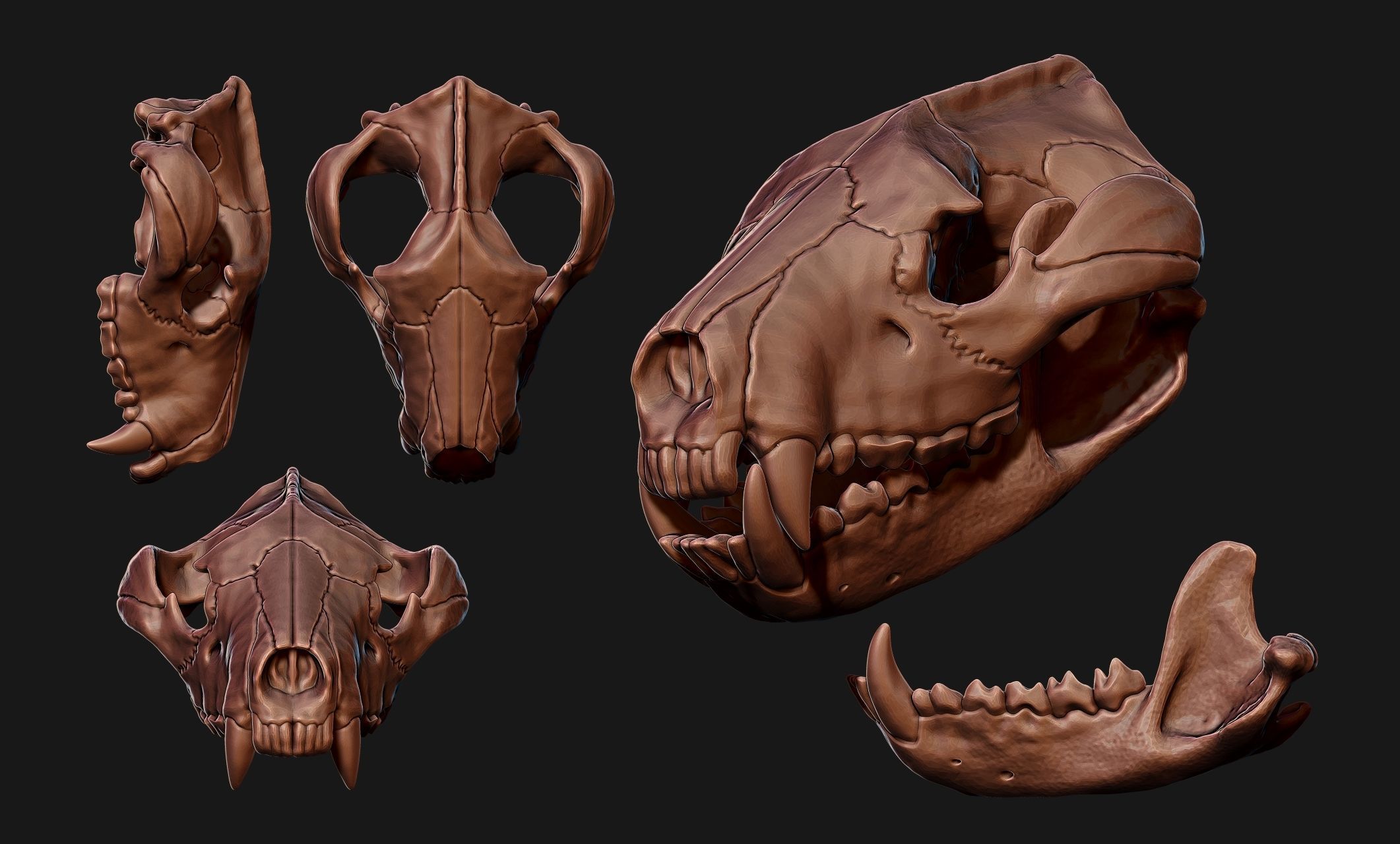 Tasmanian Devil - Skull - Jawbone 3D print model_13