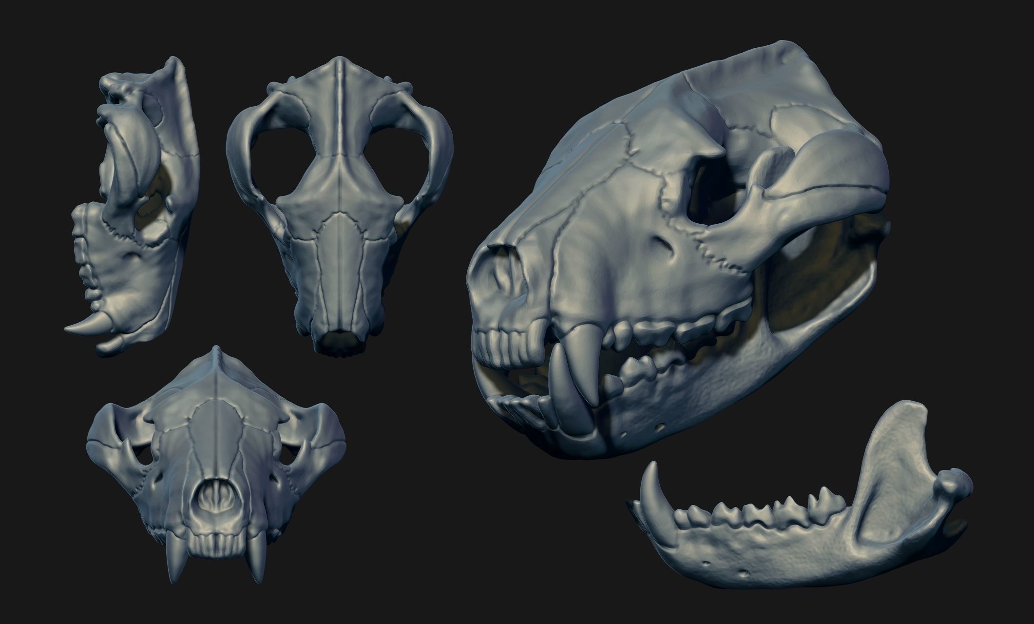 Tasmanian Devil - Skull - Jawbone 3D print model_19