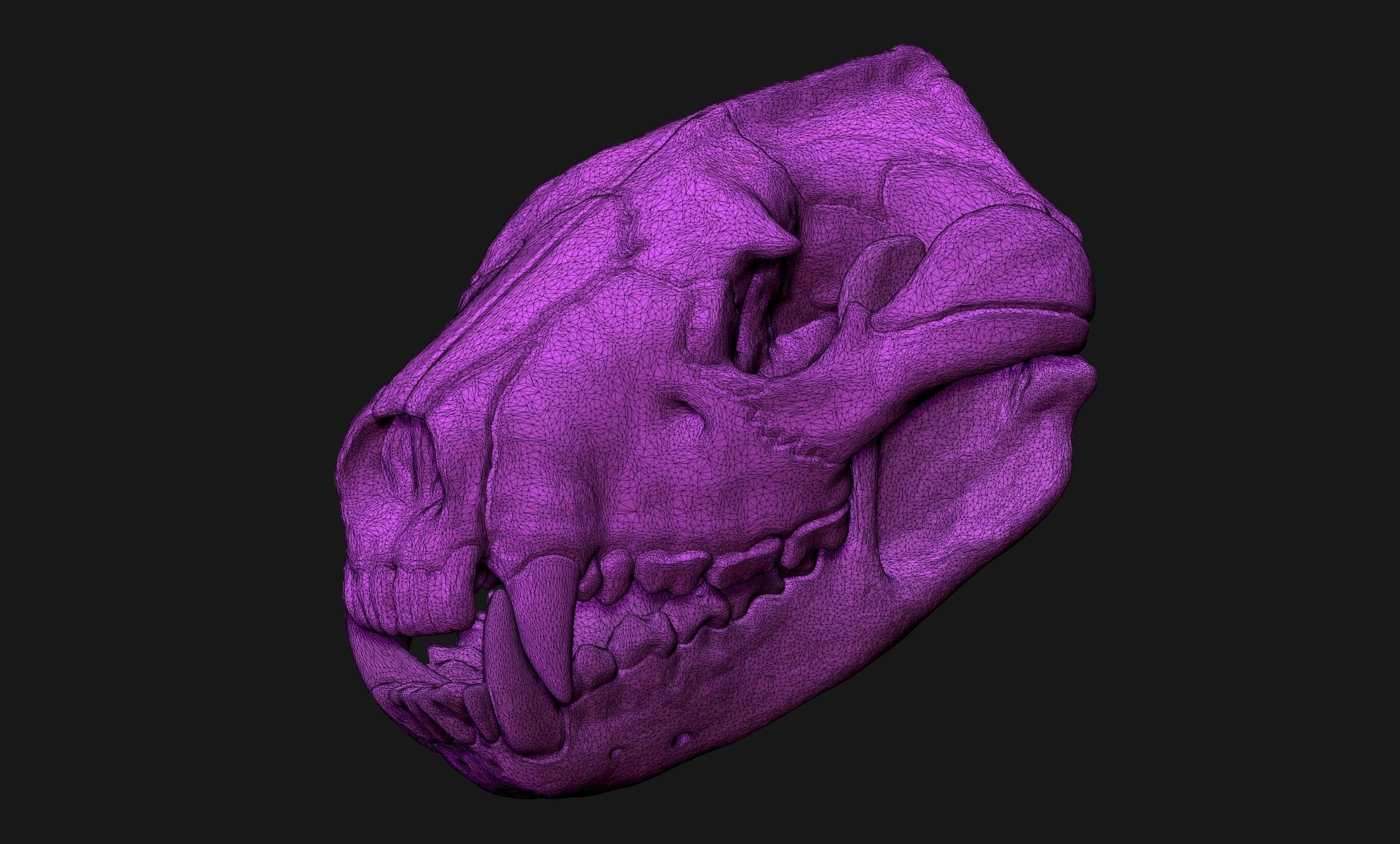 Tasmanian Devil - Skull - Jawbone 3D print model_21