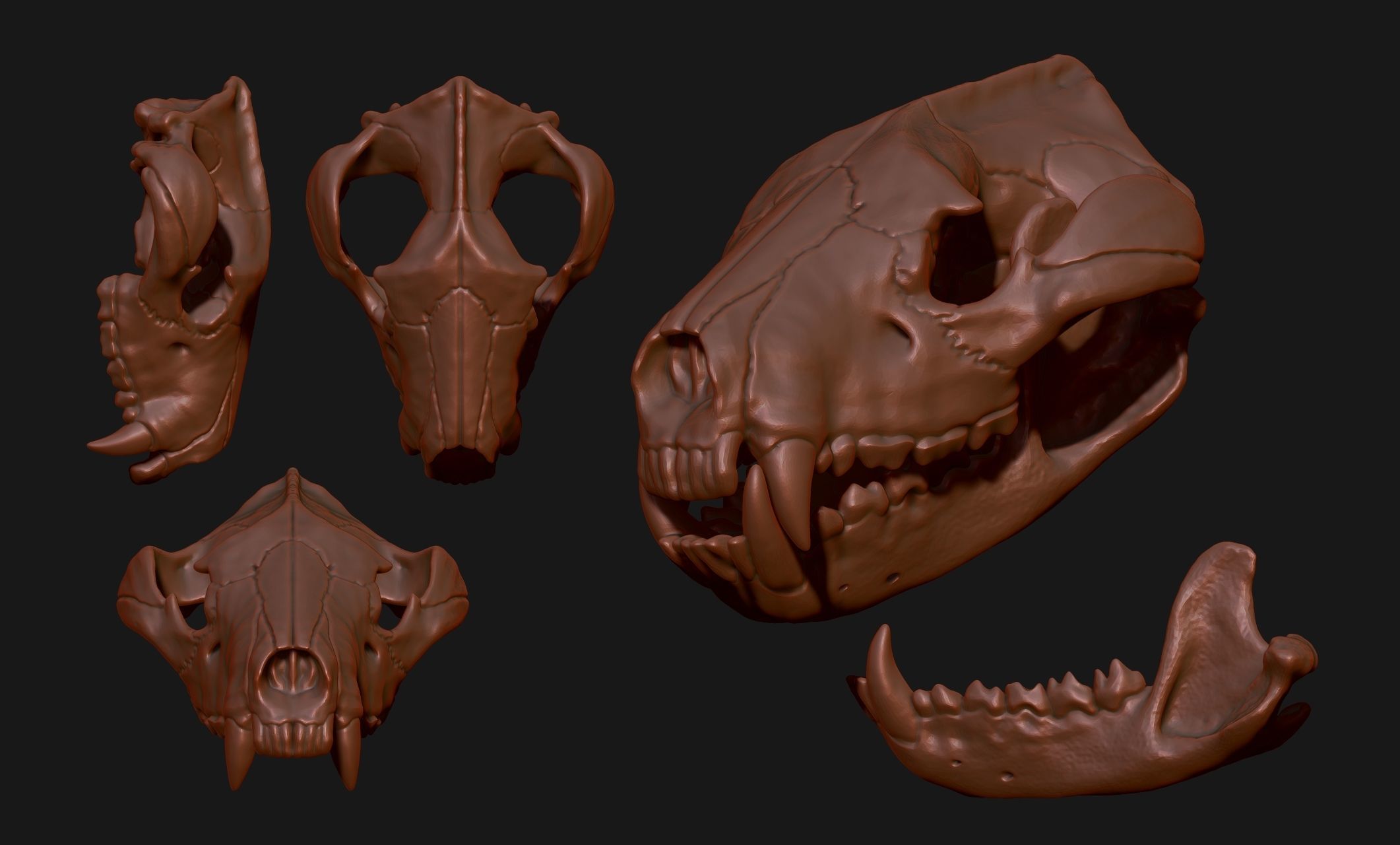Tasmanian Devil - Skull - Jawbone 3D print model_7