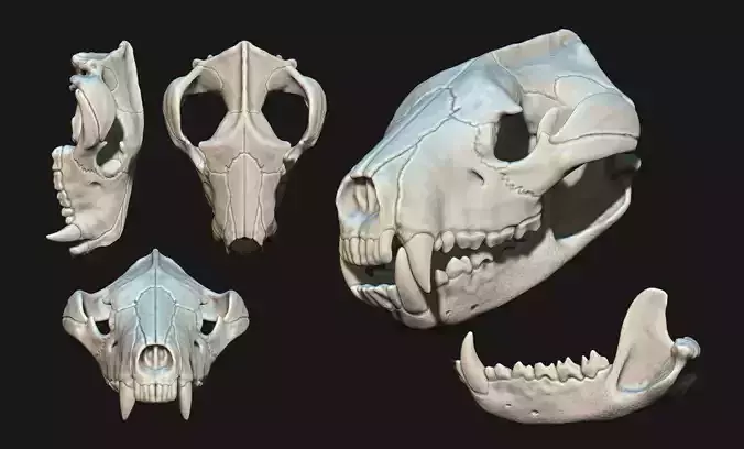 Tasmanian Devil - Skull - Jawbone 3D print model