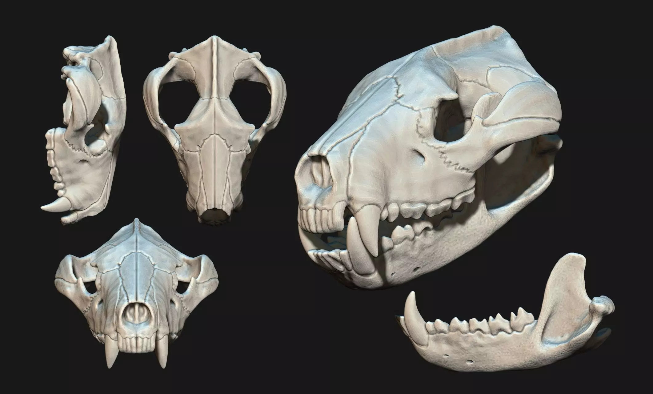 Tasmanian Devil - Skull - Jawbone 3D print model_0