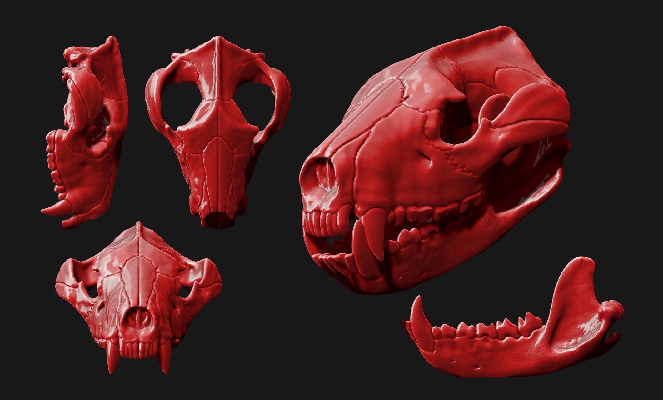 Tasmanian Devil - Skull - Jawbone 3D print model_20