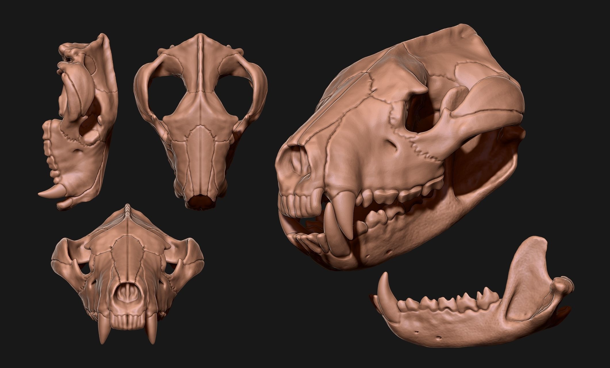 Tasmanian Devil - Skull - Jawbone 3D print model_1