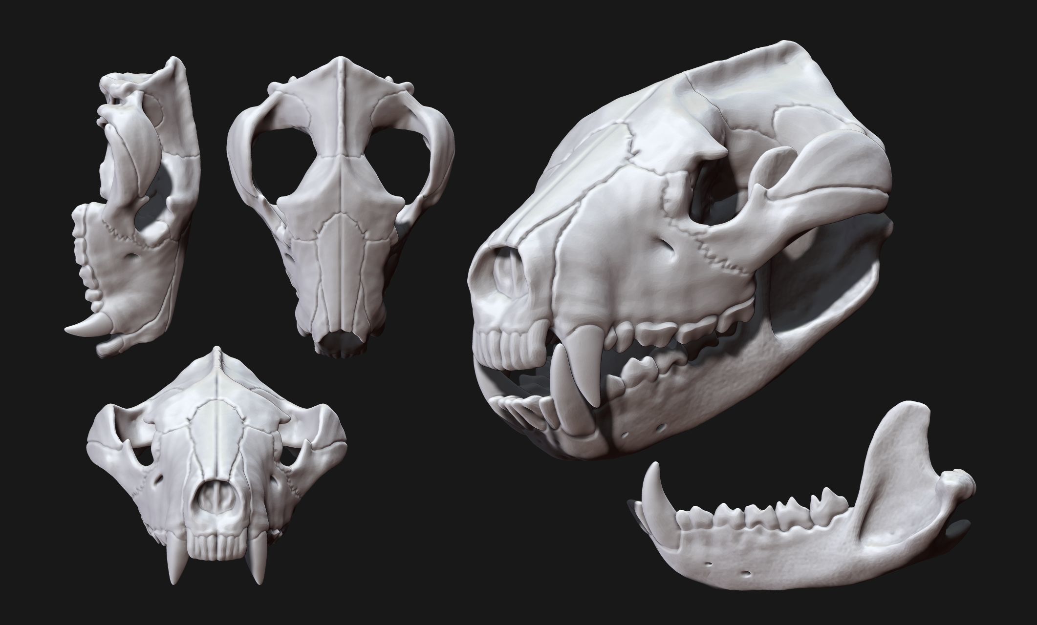 Tasmanian Devil - Skull - Jawbone 3D print model_3