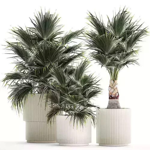 Beautiful fan palms in flower vases for decoration 1271