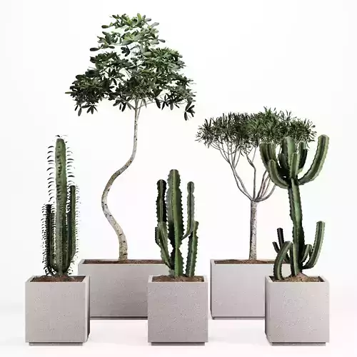 Indoor Plant-Set004