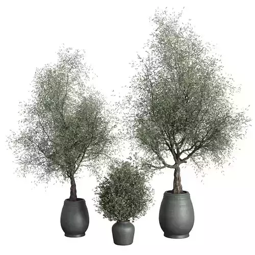 outdoor plant set 157 pot old olive tree concrete old vase
