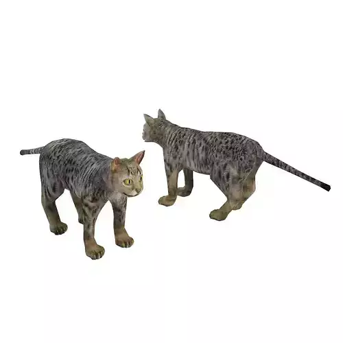 3D realistic cat 3D model