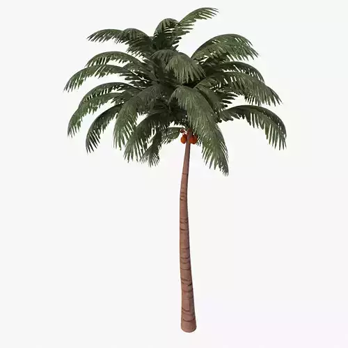 Palm Tree