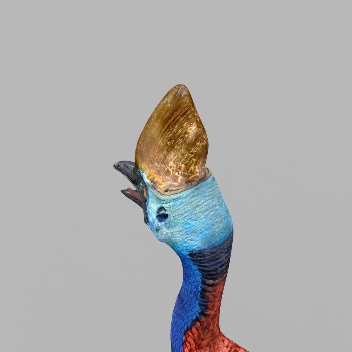 Most Real Cassowary 8K - 3d animated model 3D model_8
