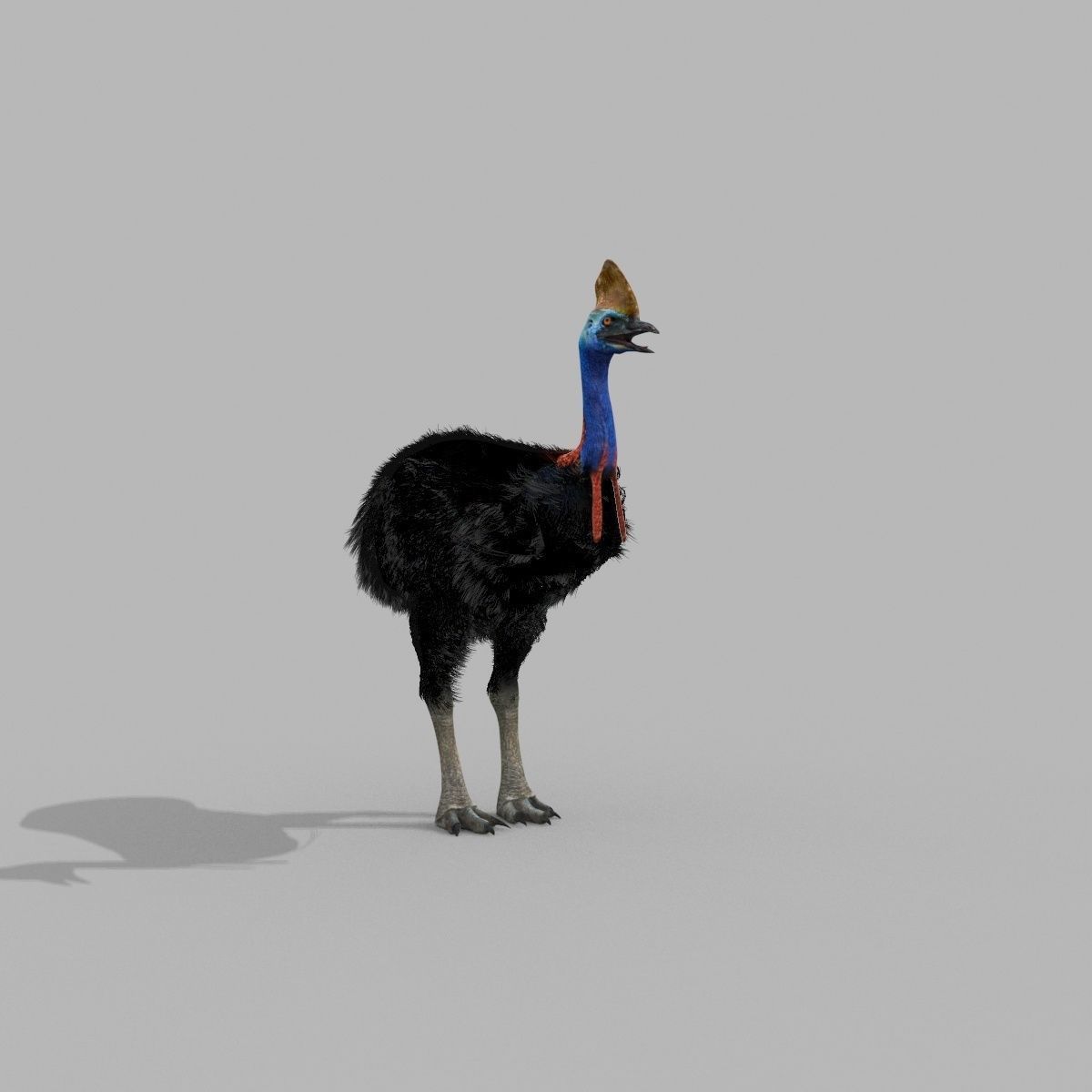 Most Real Cassowary 8K - 3d animated model 3D model_15