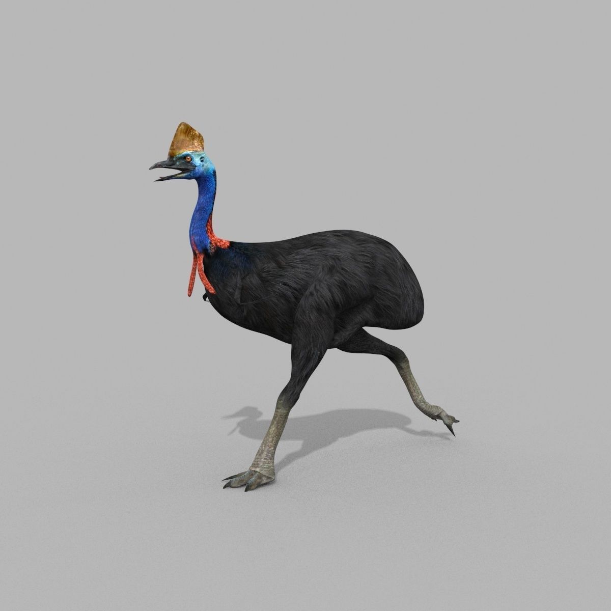 Most Real Cassowary 8K - 3d animated model 3D model_24