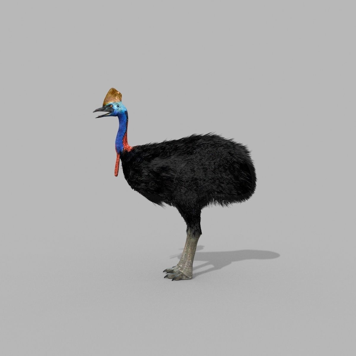 Most Real Cassowary 8K - 3d animated model 3D model_12