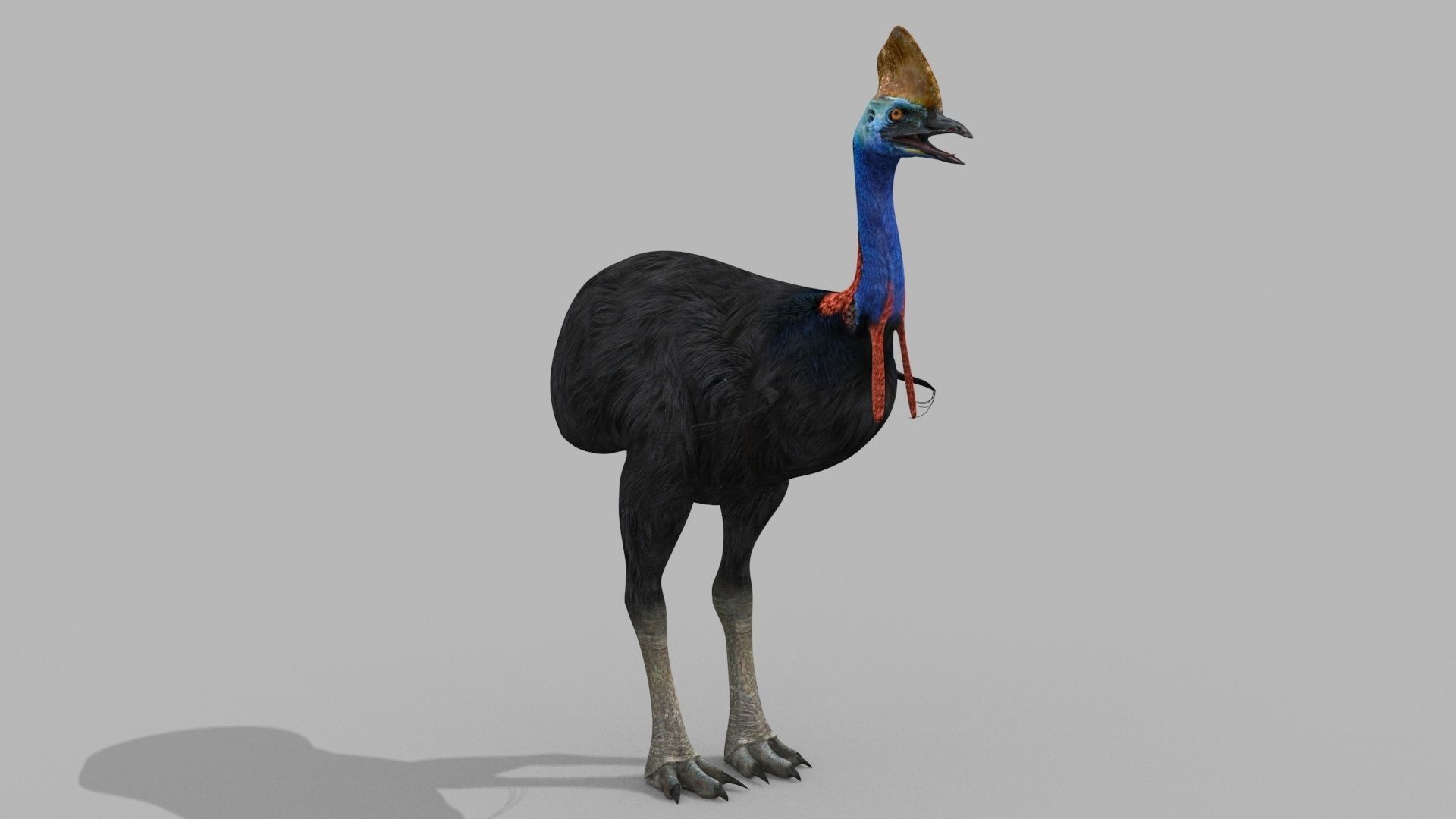 Most Real Cassowary 8K - 3d animated model 3D model_21