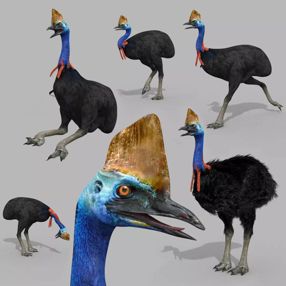 Most Real Cassowary 8K - 3d animated model 3D model_0