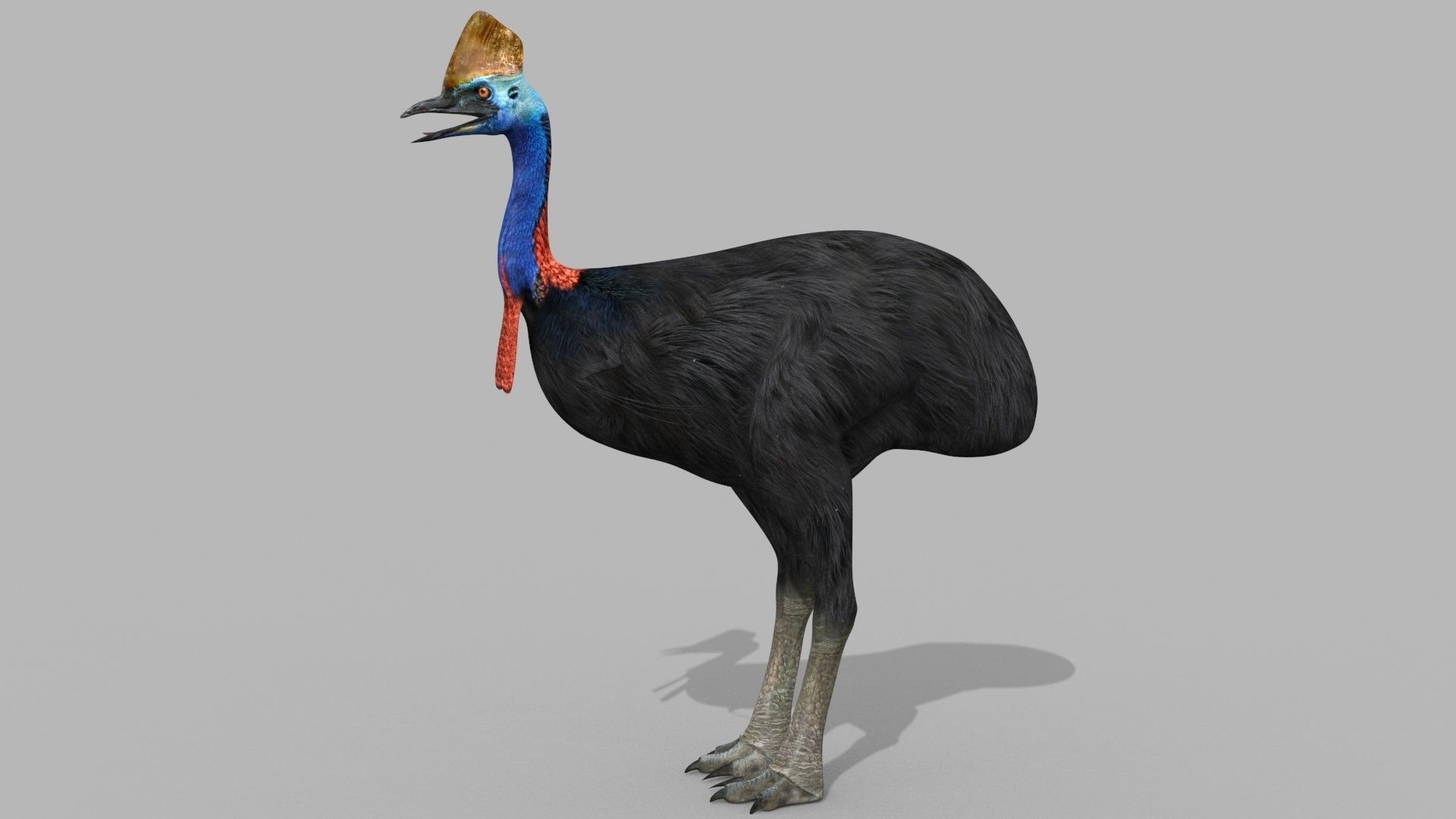Most Real Cassowary 8K - 3d animated model 3D model_18