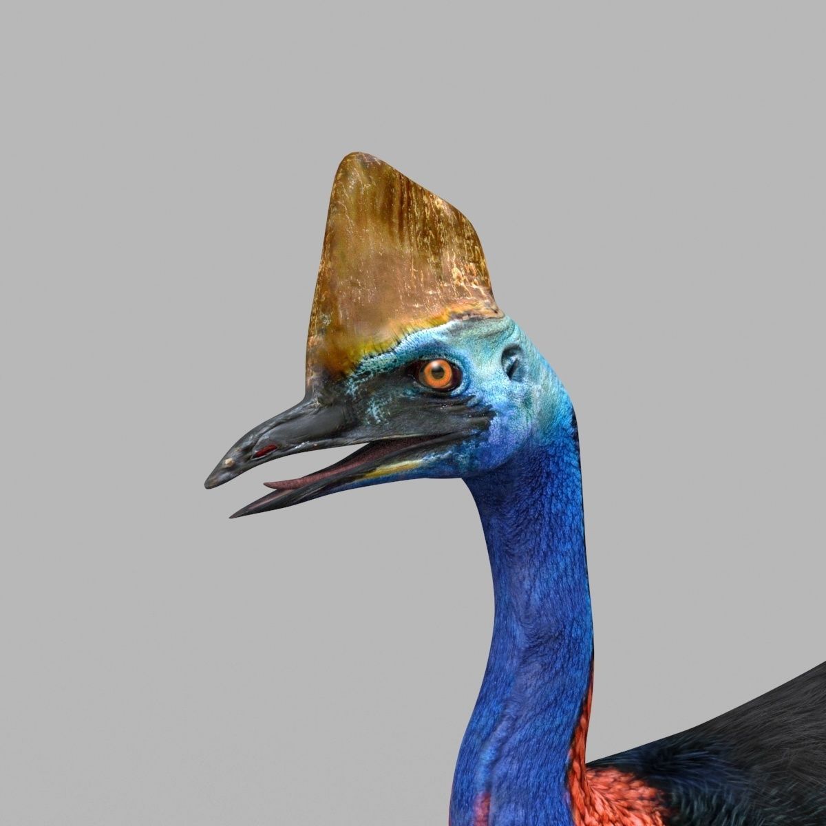 Most Real Cassowary 8K - 3d animated model 3D model_5