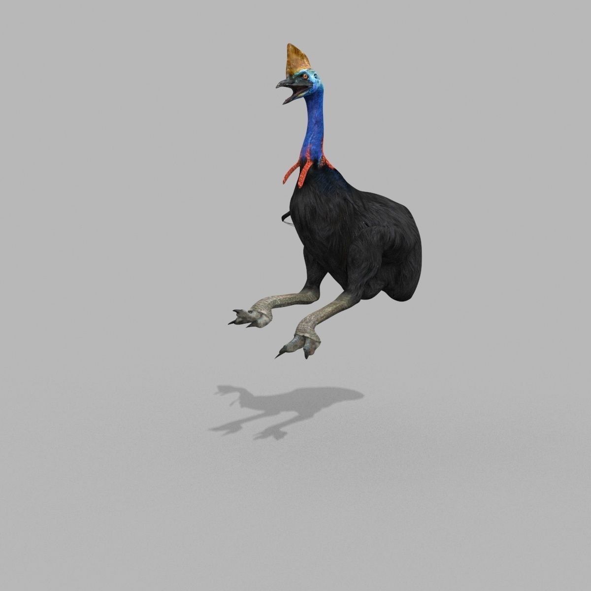 Most Real Cassowary 8K - 3d animated model 3D model_25
