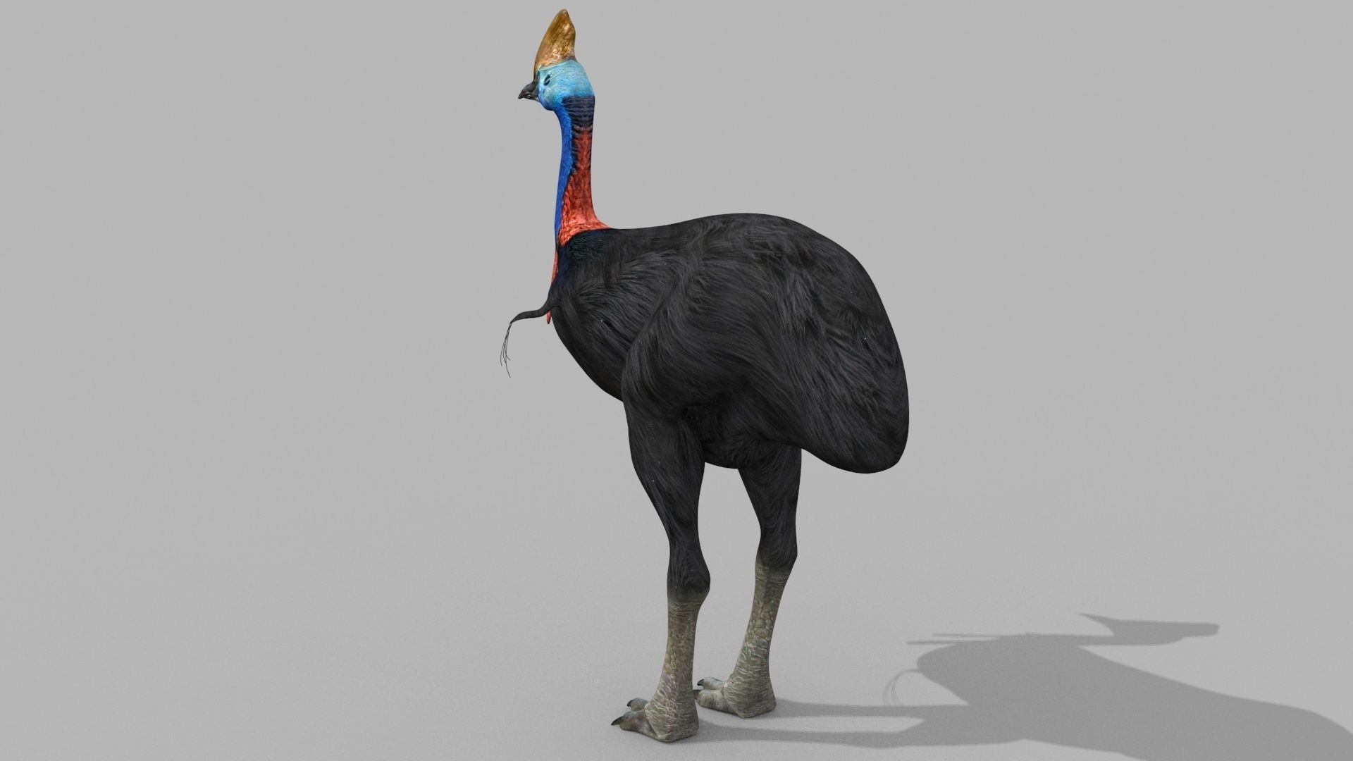 Most Real Cassowary 8K - 3d animated model 3D model_16