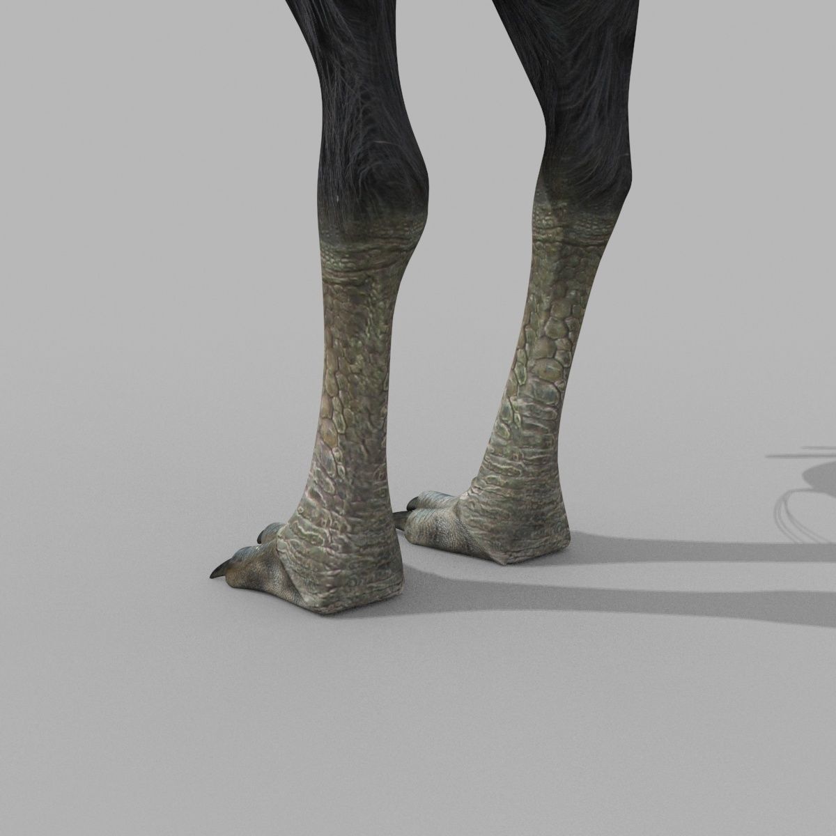 Most Real Cassowary 8K - 3d animated model 3D model_11